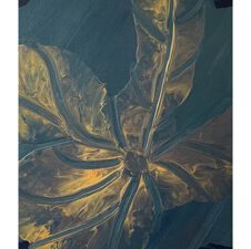 Amazon Leafs